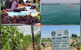 بهره برداری از  طرح های بانک کشاورزی استان بوشهر با سرمایه گذاری 2057 میلیارد ریال  در روزهای دهه مبارک فجر