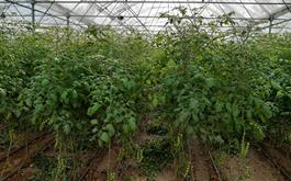 راه اندازی گلخانه 92 تنی تولید گوجه فرنگی  با مشارکت بانک کشاورزی استان اصفهان