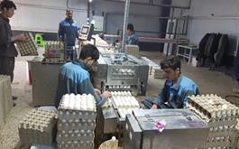 راه اندازی واحد پرورش مرغ تخمگذار  با مشارکت بانک کشاورزی استان اصفهان