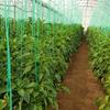 حمایت 44 میلیاردی بانک کشاورزی از راه اندازی گلخانه پرورش سبزی و صیفی در استان یزد