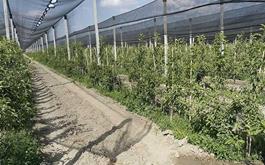 بانک کشاورزی ، حامی تولید و کارآفرینان/ حمایت 120میلیاردریالی بانک کشاورزی از راه اندازی بزرگ ترین طرح سایبان باغ های میوه کشور در استان قزوین 