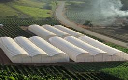 پرداخت بیش از 1300میلیارد ریال تسهیلات گلخانه توسط بانک کشاورزی استان گلستان