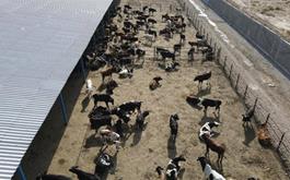 حمایت 100میلیاردی بانک کشاورزی از راه اندازی طرح  عظیم پرواربندی گوساله در جنوب استان کرمان 