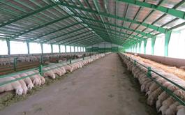 گزارش ویژه : بانک کشاورزی، حامی تولید و کارآفرینان/ حمایت 370 میلیاردی بانک کشاورزی از راه اندازی یکی از بزرگترین طرح های گوسفند داشتی در استان سمنان