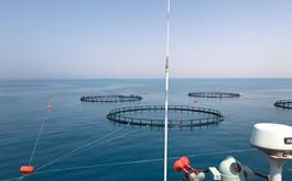 گزارش ویژه : بانک کشاورزی، حامی تولید و کارآفرینان / حمایت 100میلیاردی بانک کشاورزی از راه اندازی طرح پرورش ماهی در دریا در پایتخت انرژی ایران