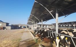 حمایت 7.5میلیارد ی بانک کشاورزی از پرورش گاو شیری 60 راسی در گرمسار