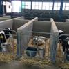 گزارش ویژه: بانک کشاورزی حامی تولید و کار آفرینان/ حمایت ۳۰۰ میلیاردی  بانک کشاورزی از راه اندازی گاوداری شیری ۲۰۰۰ راسی در استان لرستان 