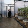 بازدید مدیرعامل بانک کشاورزی از گلخانه هیدروپونیک مشارکتی بانک کشاورزی در  بوکان