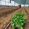 حمایت بانک کشاورزی از راه اندازی  مجتمع گلخانه ای سبزی و صیفی جات در استان لرستان 