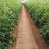 حمایت بانک کشاورزی از راه اندازی  مجتمع گلخانه ای سبزی و صیفی جات در استان لرستان 