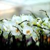 گزارش ویژه : بانک کشاورزی، حامی تولید و کارآفرینان / حمایت 76 میلیارد ی بانک کشاورزی از راه اندازی مجموعه گل خانه گل ارکیده منجزی در استان البرز