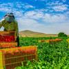 گزارش ویژه: بانک کشاورزی حامی تولید و کارآفرینان/ حمایت ۹۳۰ میلیاردی بانک کشاورزی از طرح خرید مبتنی بر قرارداد کشت و صنعت روژین تاک در استان کرمانشاه 
