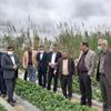 بازدید سرپرست بانک کشاورزی از بزرگ ترین پایانه صادرات محصولات کشاورزی کشور در استان مازندران