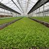 بانک کشاورزی، حامی تولید و کارآفرینان / حمایت ۱۲۵میلیاردی بانک کشاورزی از راه اندازی واحد گلخانه نشاء گوجه فرنگی دراستان کرمانشاه