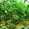 گزارش ویژه : حمایت 38  میلیاردی بانک کشاورزی از راه اندازی گلخانه سبزی و صیفی  در استان بوشهر