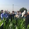 بازدید مدیرعامل بانک کشاورزی از طرح های کشاورزی استان فارس