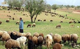 پوشش بیمه ای بیش از 16 هزار  راس دام سبک روستایی توسط صندوق بیمه محصولات کشاورزی استان البرز