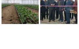 افتتاح گلخانه سبزی و صیفی جات با حمایت 33 میلیارد ریالی بانک کشاورزی استان لرستان در دهه مبارک فجر