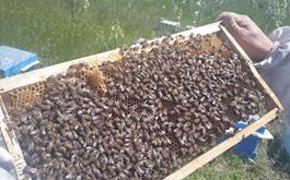 پوشش بیمه ای تعداد 3561 کلونی زنبور عسل  توسط صندوق بیمه کشاورزی استان البرز
