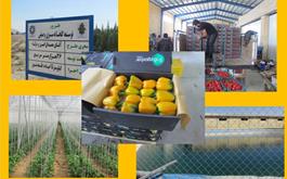 طرح توسعه گلخانه سبزی و صیفی با مشارکت بانک کشاورزی استان اصفهان