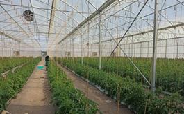 پرداخت 43 میلیارد ریال تسهیلات گلخانه توسط  بانک کشاورزی  کرمان