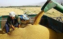 پوشش بیمه ای 18766  هکتار محصولات زراعی  توسط صندوق بیمه کشاورزی استان البرز