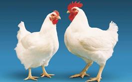 بانک کشاورزی، حامی تولید و کارآفرینان/ حمایت 110 میلیاردی بانک کشاورزی از راه اندازی مزرعه بزرگ پرورش مرغ مادر گوشتی مدرن در سیستان و بلوچستان 