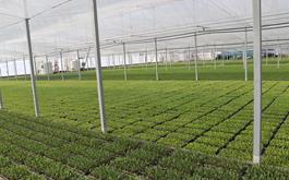 پرداخت  بیش از 1000 میلیارد ريال تسهيلات گلخانه ای  توسط بانک کشاورزی استان البرز