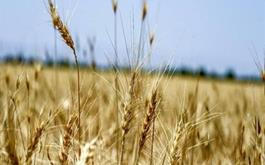 پوشش بیمه ای 9645  هکتار محصولات زراعی گندم آبی توسط صندوق بیمه کشاورزی استان البرز