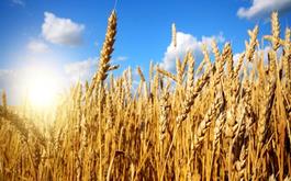 پرداخت بیش از 86 هزار میلیارد ریال بهای گندم کشاورزان توسط بانک کشاورزی استان گلستان