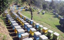 پوشش بیمه ای تعداد 5381کلونی زنبور عسل  توسط صندوق بیمه کشاورزی استان البرز