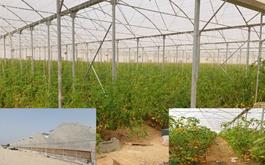 افتتاح و بهره برداری از طرح احداث گلخانه تولید سبزی و صیفی در استان هرمزگان