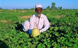 پرداخت قریب به 2410 میلیارد ریال تسهیلات اشتغال پایدار روستائی، توسط شعب بانک کشاورزی استان سیستان و بلوچستان