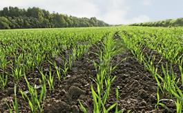 رشد 72 درصدی تسهیلات پرداختی بانک کشاورزی در حمایت از زراعت محصولات بهاره و پاییزه 
