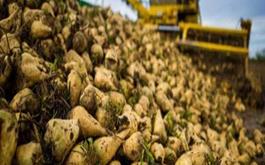 بیمه بیش از 7597 هکتار از اراضی چغندرکاری و سیب زمینی کاری استان همدان طی سال زراعی اخیر