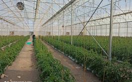 بانک کشاورزی، حامی تولید و کارآفرینان / حمایت 576میلیاردی بانک کشاورزی از راه اندازی واحد گلخانه کشت ونشاِی گوجه فرنگی دراستان کرمان  