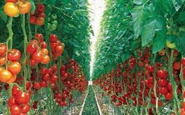 راه اندازی طرح گلخانه هیدوپونیک تولید گوجه فرنگی  با مشارکت بانک کشاورزی استان آذربایجان شرقی