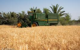 واریز 74 هزار و 832 میلیارد ریال به حساب گندم کاران توسط بانک کشاورزی استان لرستان
