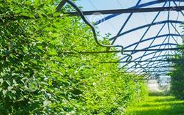 راه اندازی اولین گلخانه تولید گوجه سبز  با مشارکت بانک کشاورزی استان آذربایجان شرقی