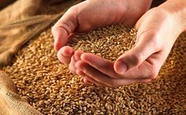 واریز بیش از200هزار میلیارد ریال وجوه خرید تضمینی گندم توسط بانک کشاورزی
