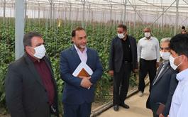 پرداخت بیش از 662 میلیارد ريال تسهيلات كشت گلخانه اي در بانک کشاورزی استان همدان