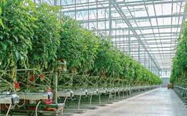 پرداخت بیش از 467 میلیارد ريال تسهيلات كشت گلخانه اي در بانک کشاورزی استان همدان