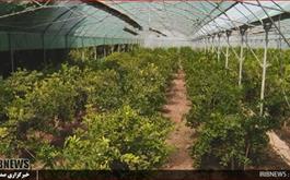 خبرهای خوش دهه فجر- افتتاح طرح گلخانه لیمو ترش لایم کوات با مشارکت بانک کشاورزی استان گلستان 