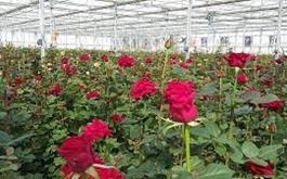حمایت بیش از 65میلیارد ریالی بانک کشاورزی از راه اندازی مجموعه گل خانه آرتا رویش سبلان در استان اردبیل 