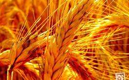 پرداخت 4527 میلیارد ریال تسهیلات پرداختی به تولید کنندگان بذور گواهی شده گندم و جو توسط بانک کشاورزی استان گلستان