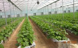 اخبار ویژه دهه فجر / حمایت 37میلیاردی بانک کشاورزی از گلخانه  هیدروپونیک سبزی وسیفی  دراستان آذربایجان غربی .
