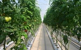پرداخت 580 میلیارد ریال تسهیلات گلخانه توسط شعب بانک کشاورزی استان گلستان