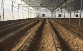 افتتاح یک واحد گلخانه محصولات خارج ازفصل در استان قم