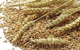 خرید 23 هزار و 266 تن گندم با عاملیت بانک کشاورزی در سیستان و بلوچستان