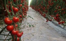 پويش اخبار ویژه دهه فجر/حمایت 576 میلیاردی بانک کشاورزی از راه اندازی واحد گلخانه در استان كرمان